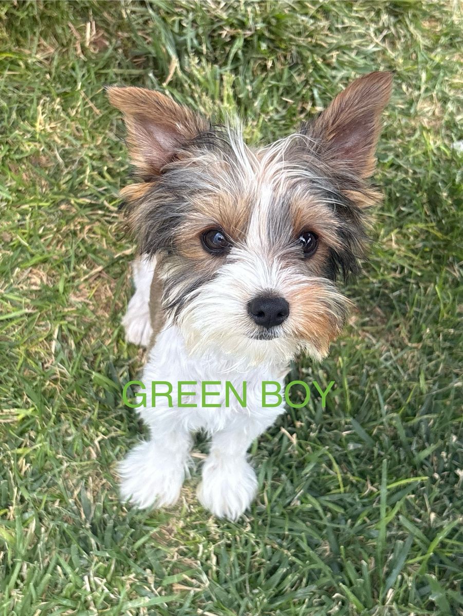 Yorkie