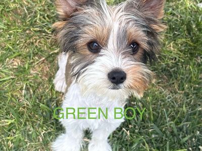 Yorkie