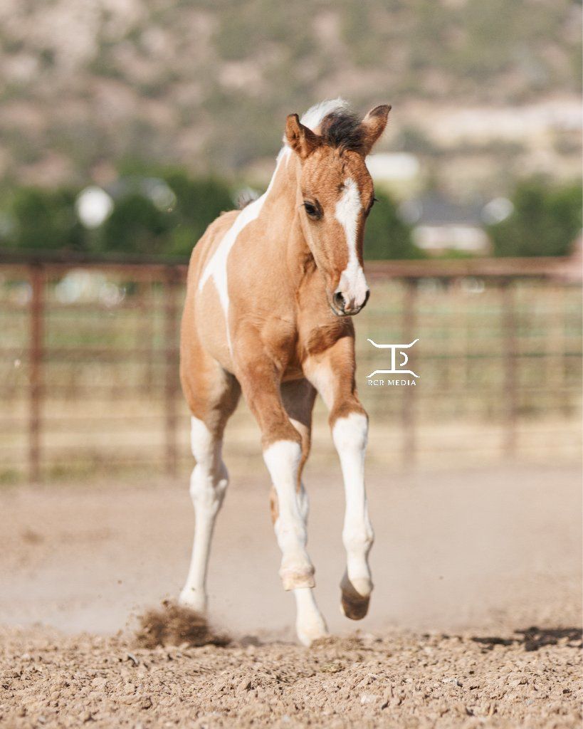 Bad Photos = Slower Horse Sales (I Fix That)
