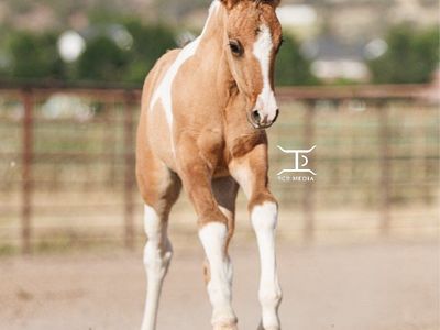 Bad Photos = Slower Horse Sales (I Fix That)
