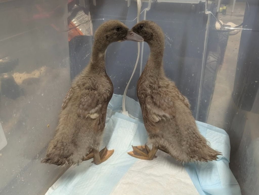 Rocket and Dash the Duck Duo