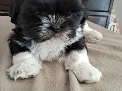 Shih Tzu Puppies