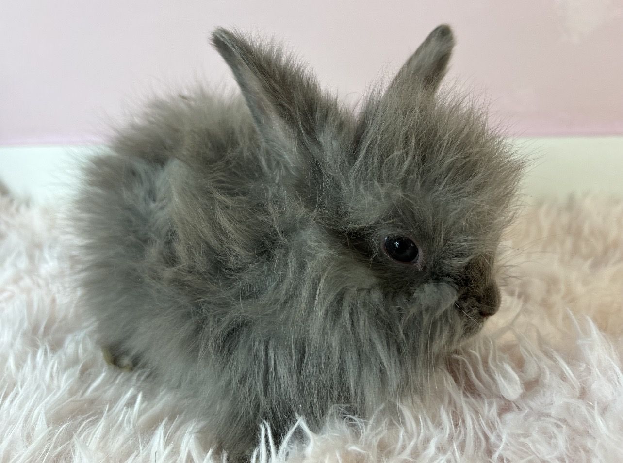 Baby English Angora lilac buck