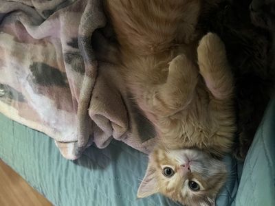 Considered Hypoallergenic Russian blue mix kittens