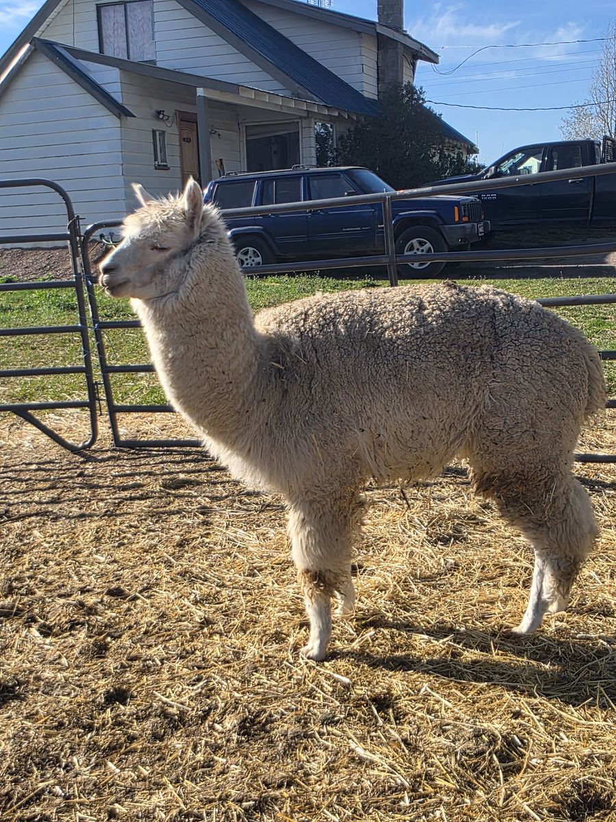Male alpacas