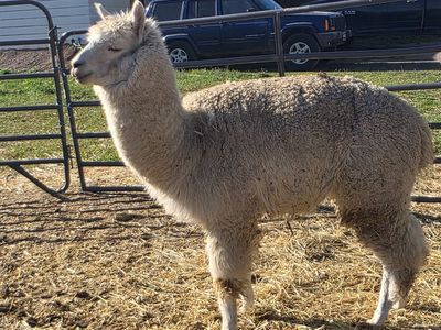 Male alpacas
