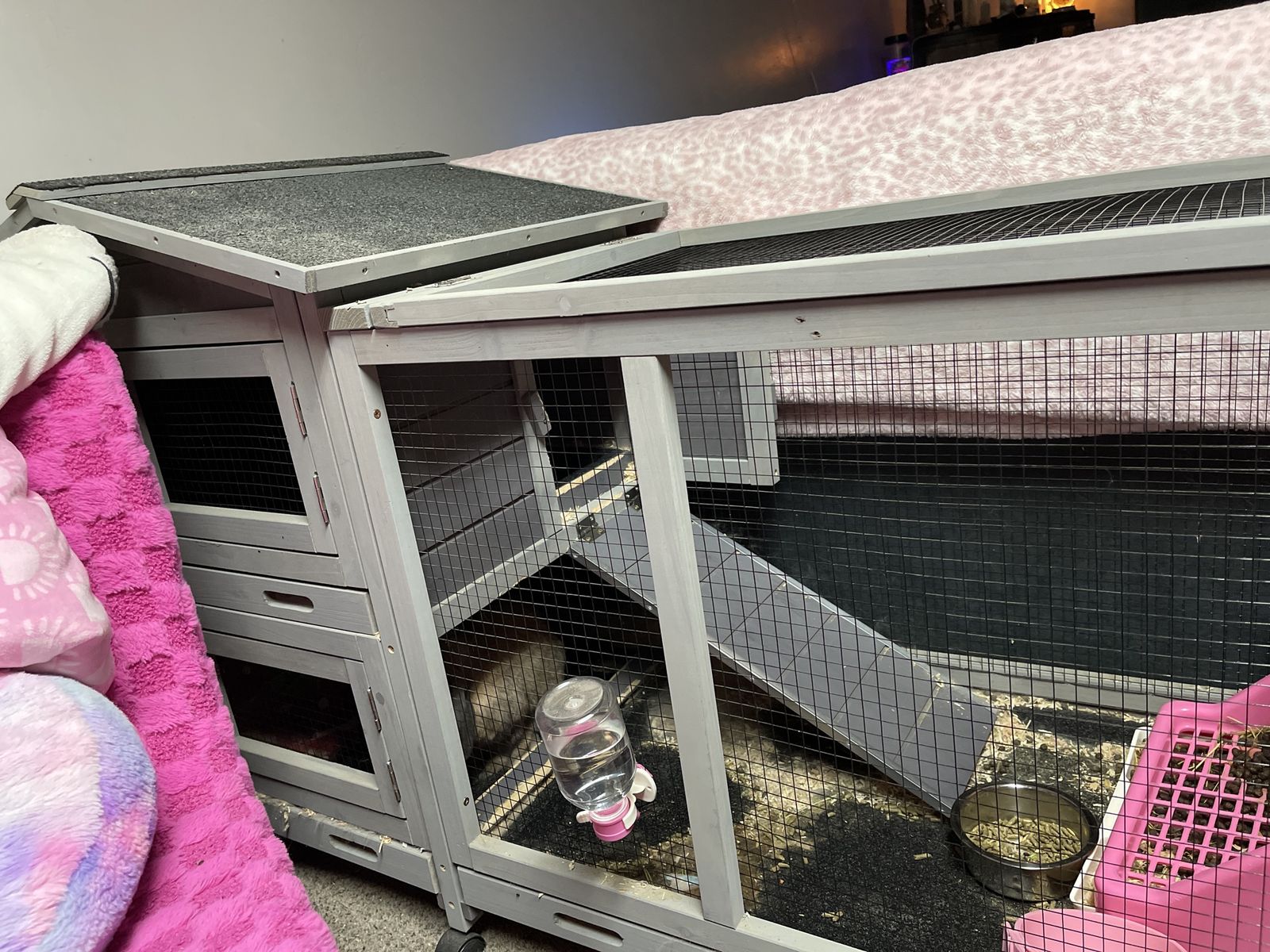 Rabbit and cage