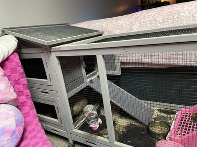 Rabbit and cage