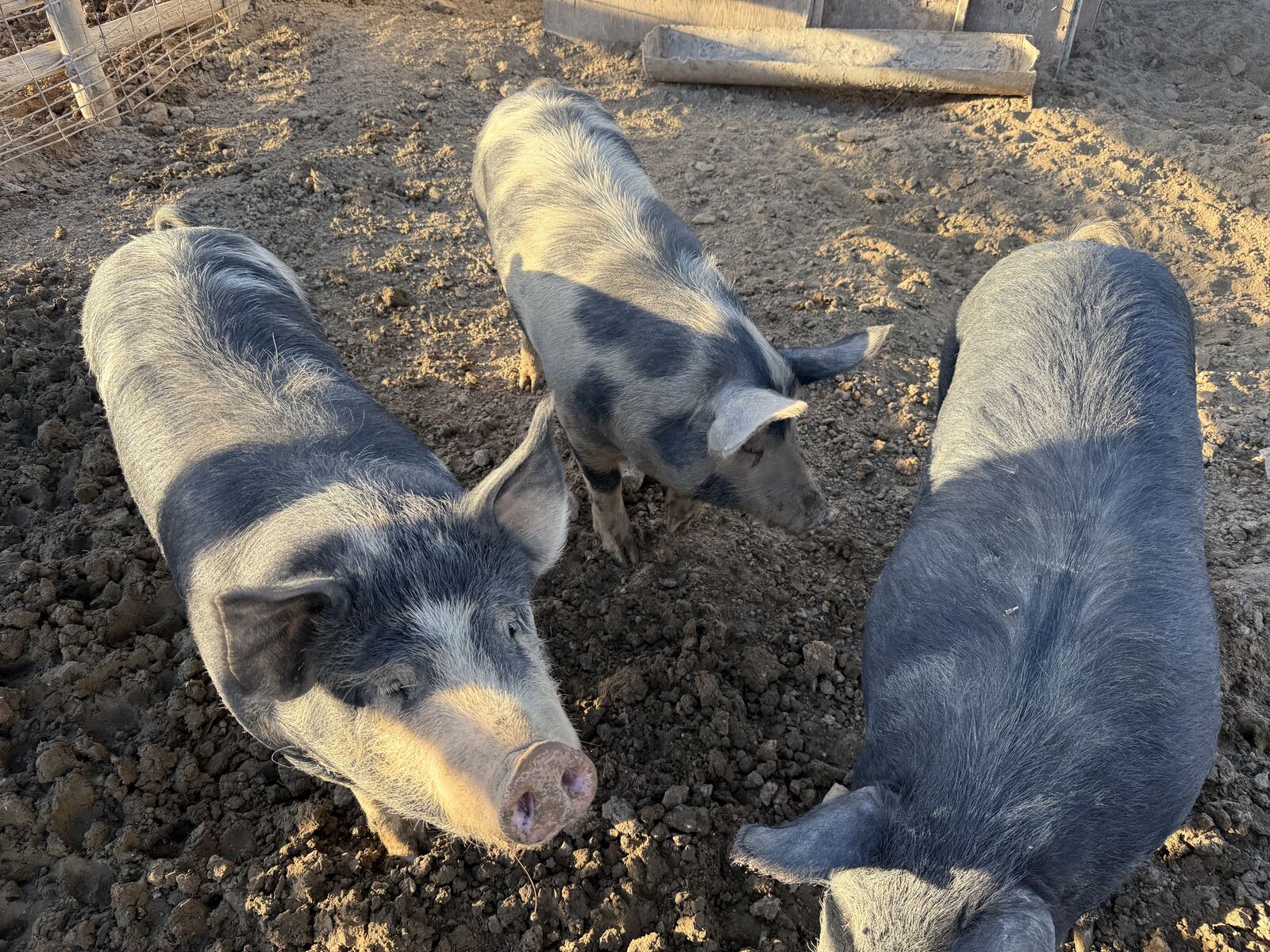 Butcher Pigs