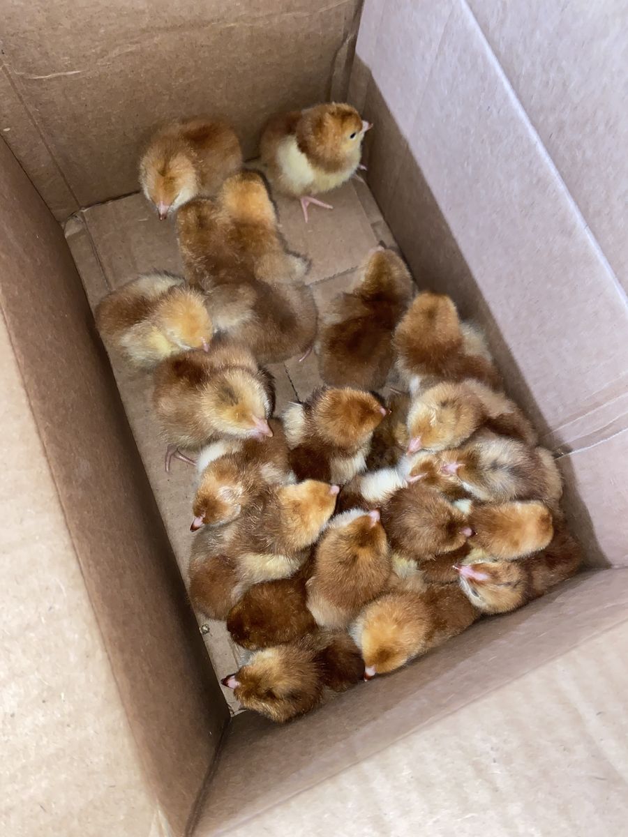 Rhode Island reds just hatched