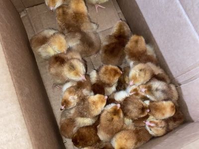 Rhode Island reds just hatched