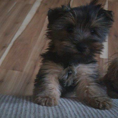 Little Luv Yorkie (akc yorkies)