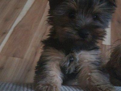 Little Luv Yorkie (akc yorkies)