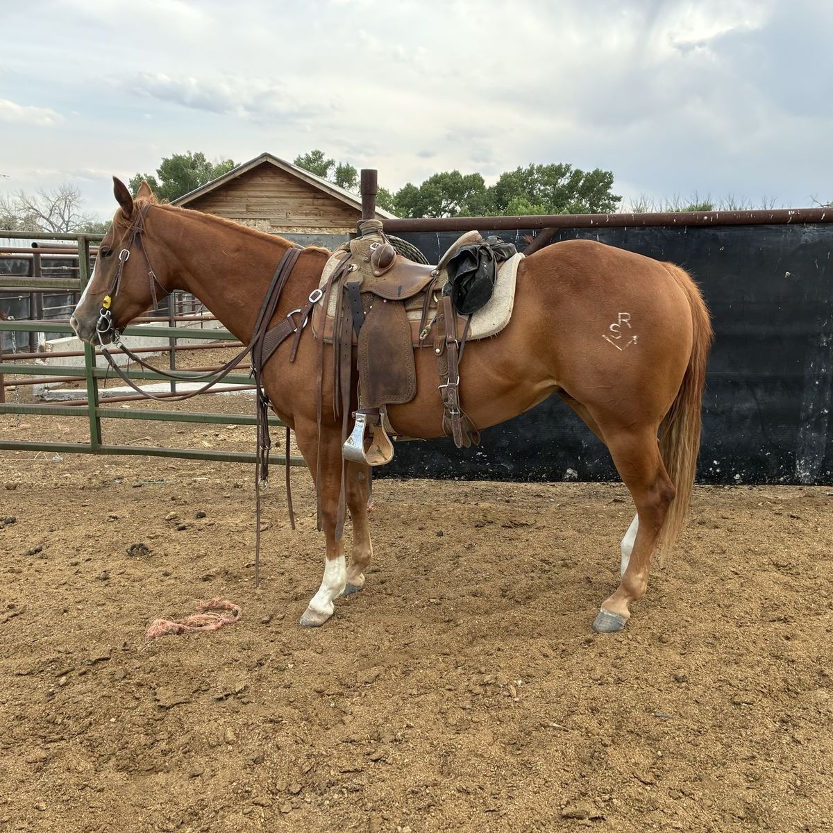 5 year old mare