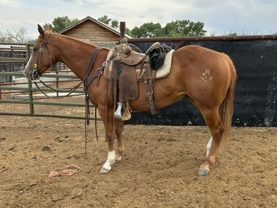 5 year old mare
