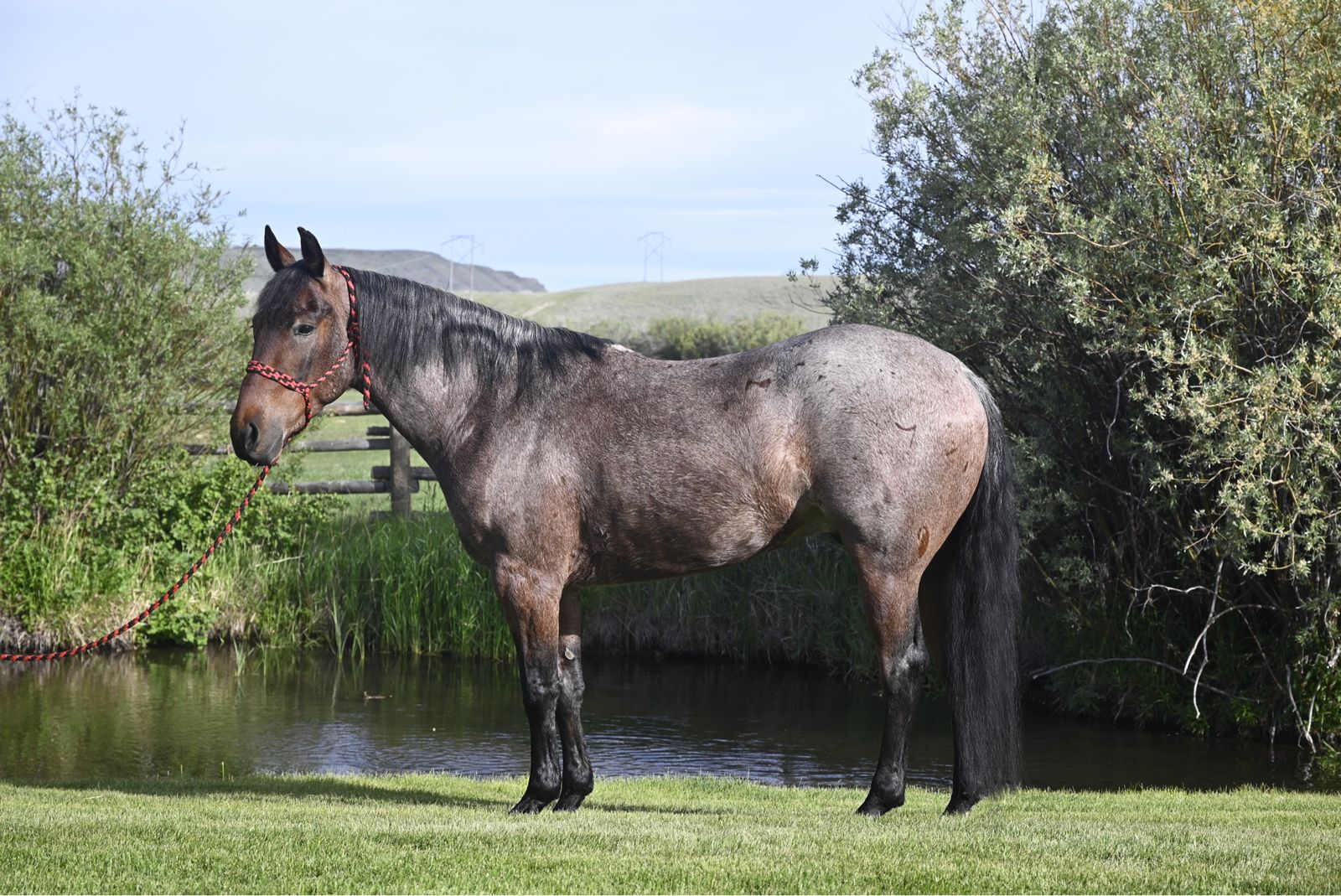 2022 Gelding - Riata Buckle