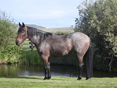 2022 Gelding - Riata Buckle