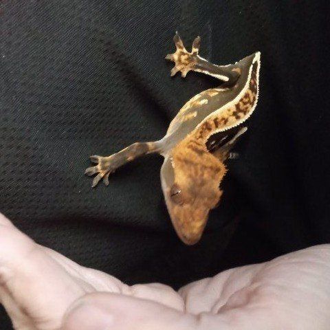 Juvenile Crested Gecko