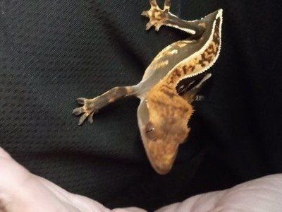 Juvenile Crested Gecko