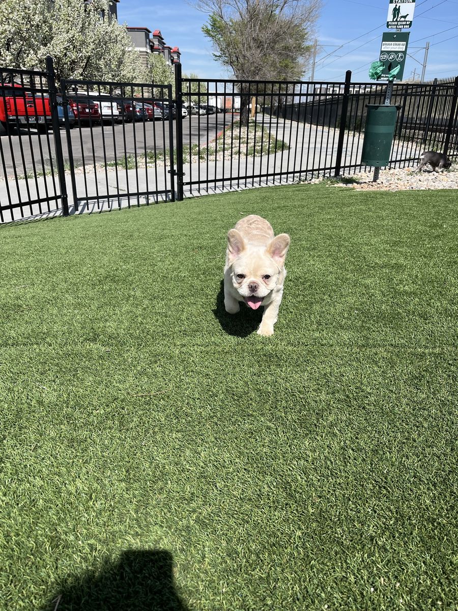 Fluffy Cream French Bulldog