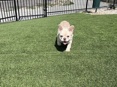 Fluffy Cream French Bulldog