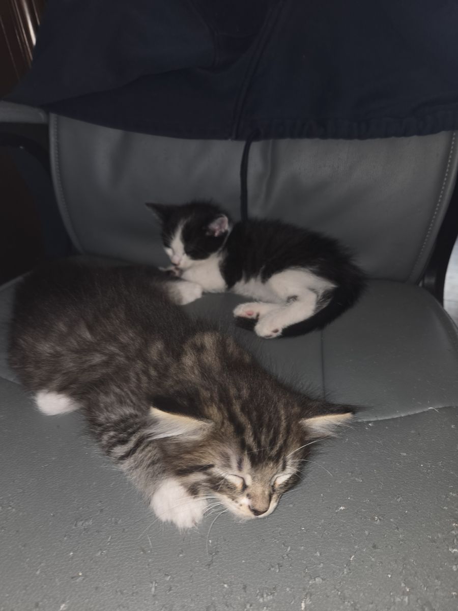 Free kittens