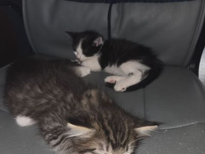 Free kittens