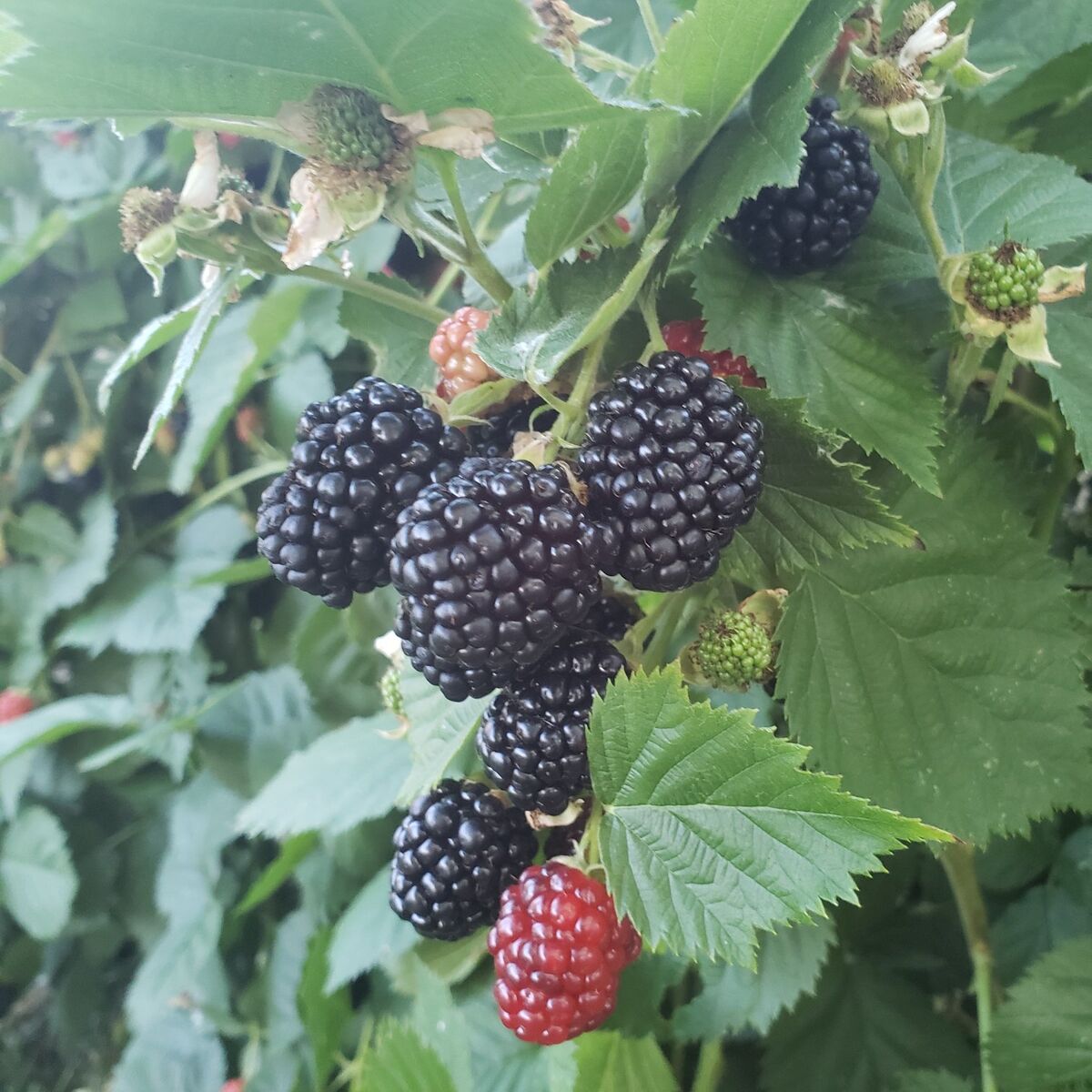 triple crown thornless blackberries