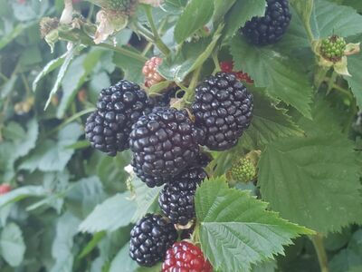 triple crown thornless blackberries