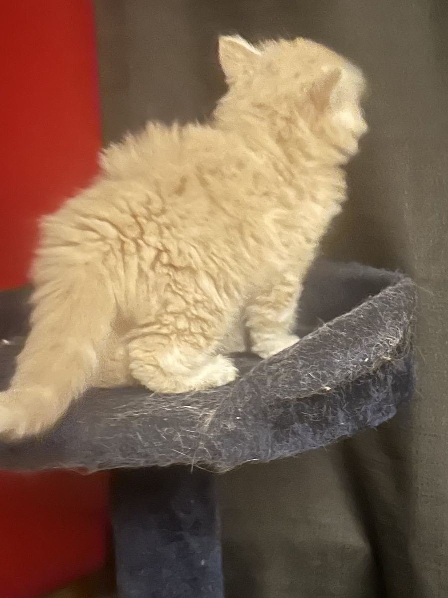 Main image 11