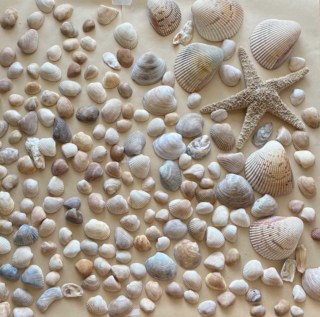 Beach Shells (Scallop, Ark, Cockle, Etc.)