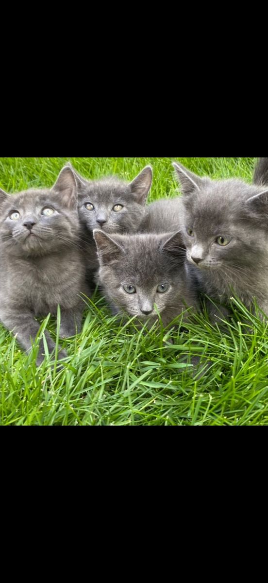 Russian blue kittens