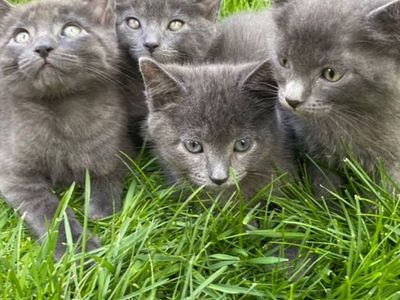 Russian blue kittens