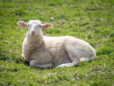 Iso A Tame Ewe Sheep