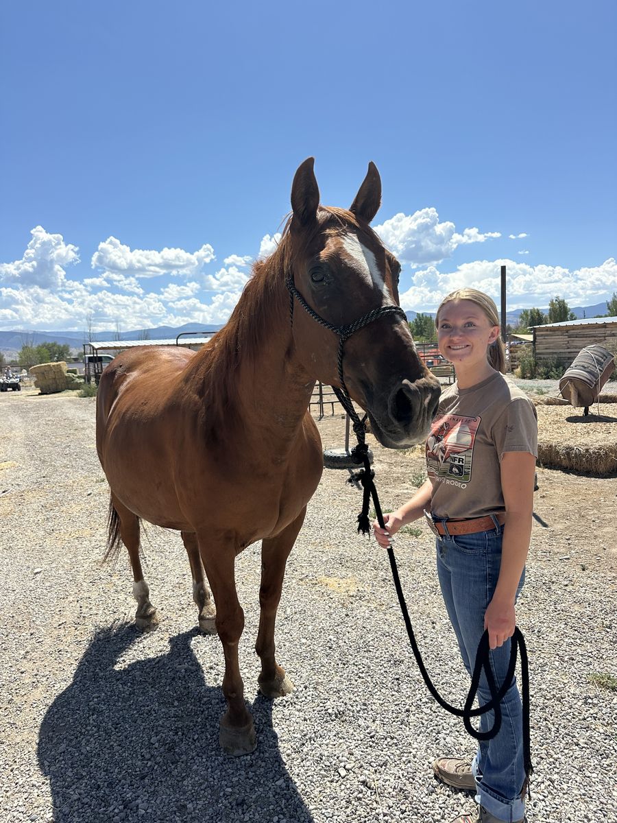2 horses for sale