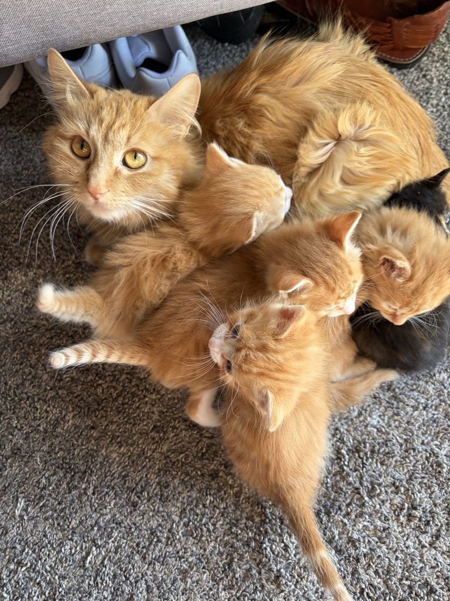 Siberian kittens And Siamese