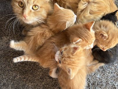 Siberian kittens And Siamese