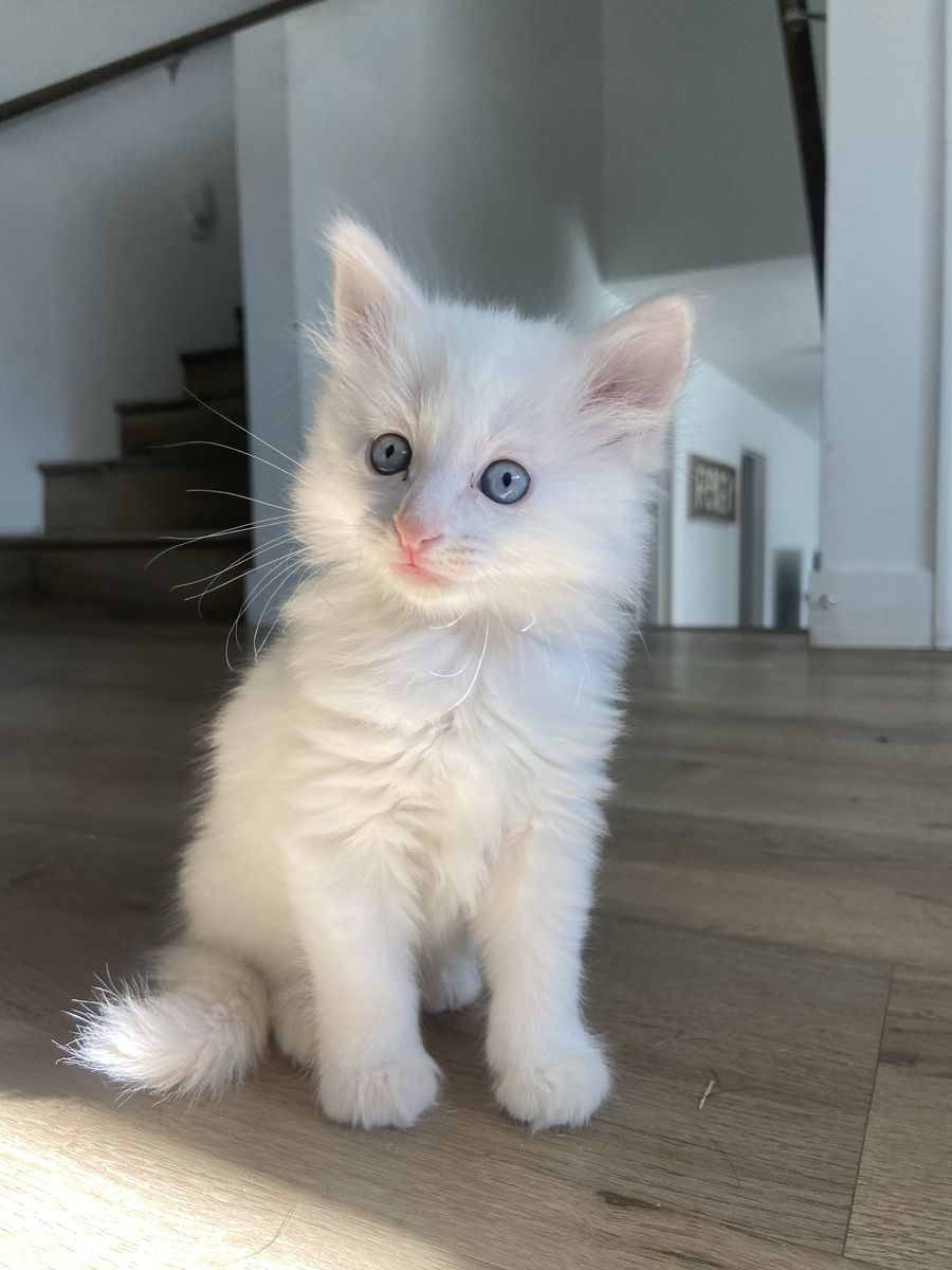 Adorable Kittens for sale!! 