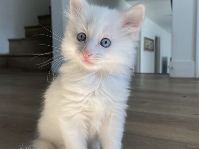 Adorable Kittens for sale!!