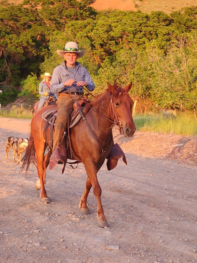 foxtrotter/Peruvian  gelding