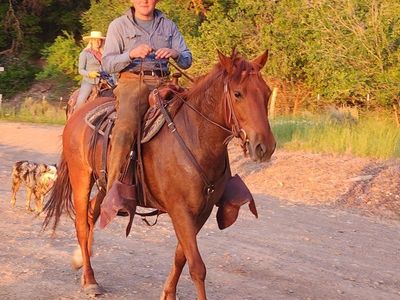 foxtrotter/Peruvian gelding
