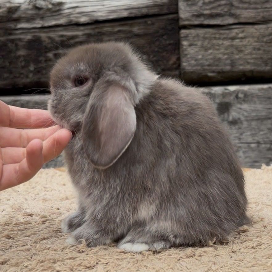 Holland Lop Buck