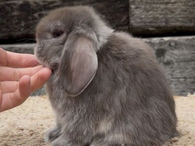 Holland Lop Buck