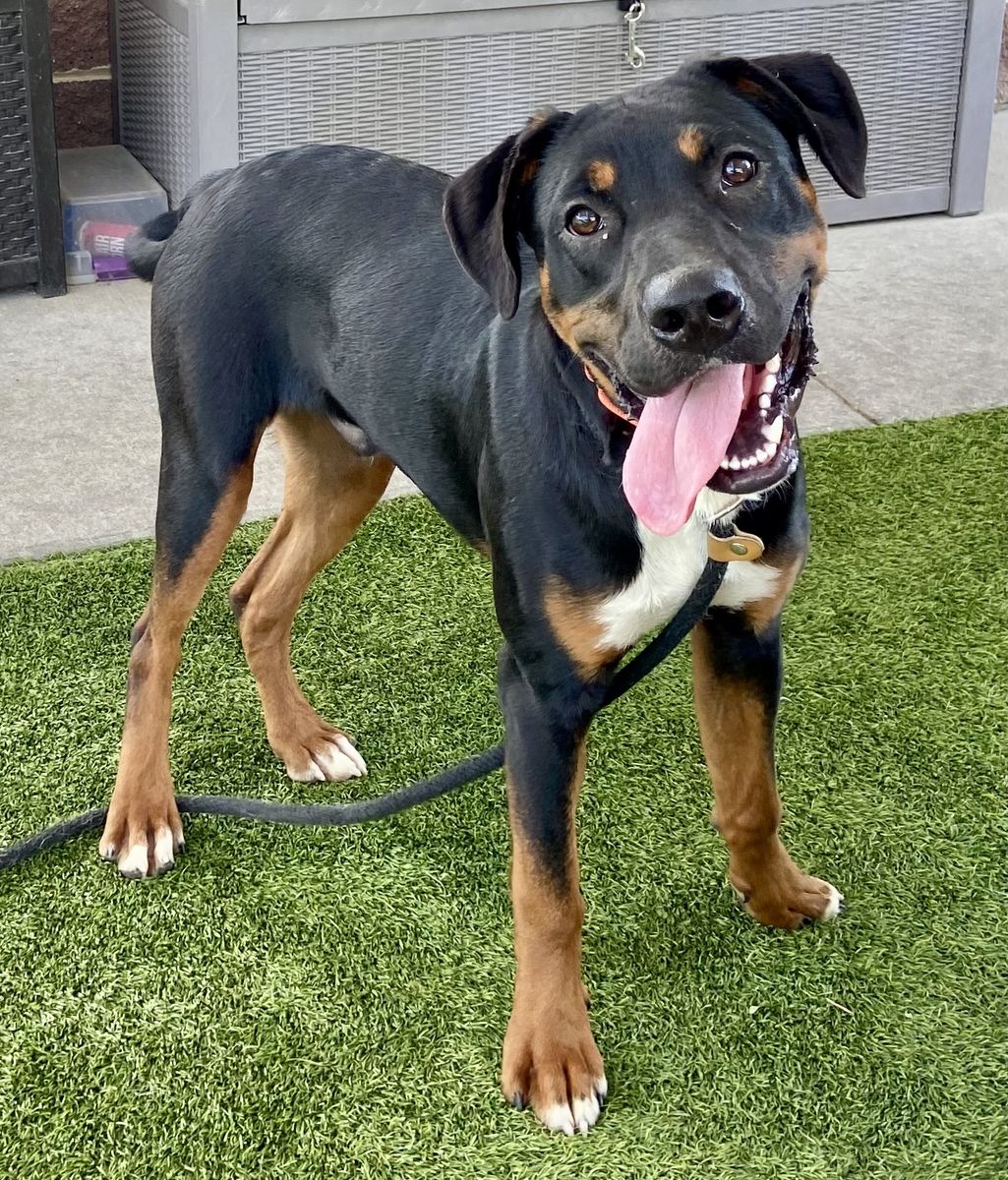 A165166 Huckleberry is Available for Adoption!
