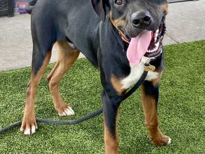 A165166 Huckleberry is Available for Adoption!