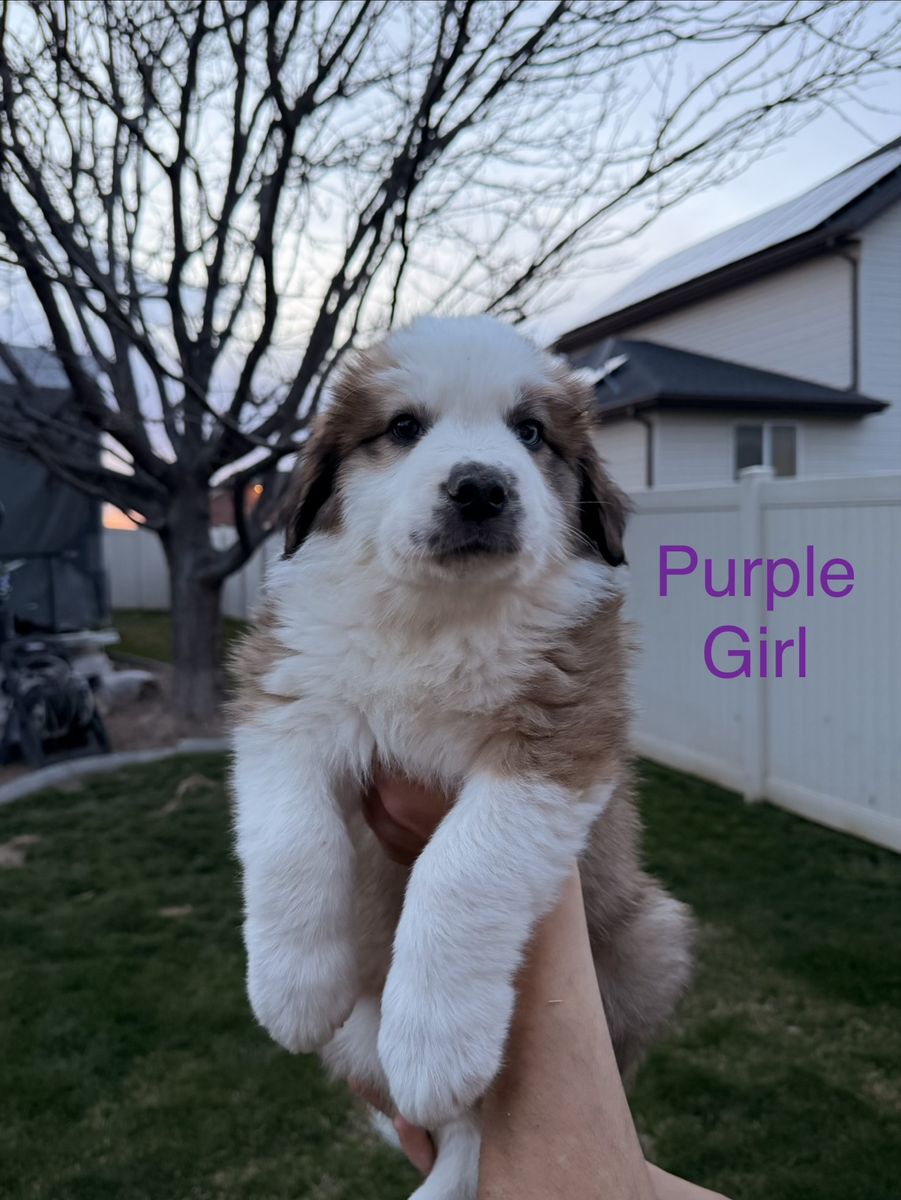 St Bernard/Border Collie Puppies