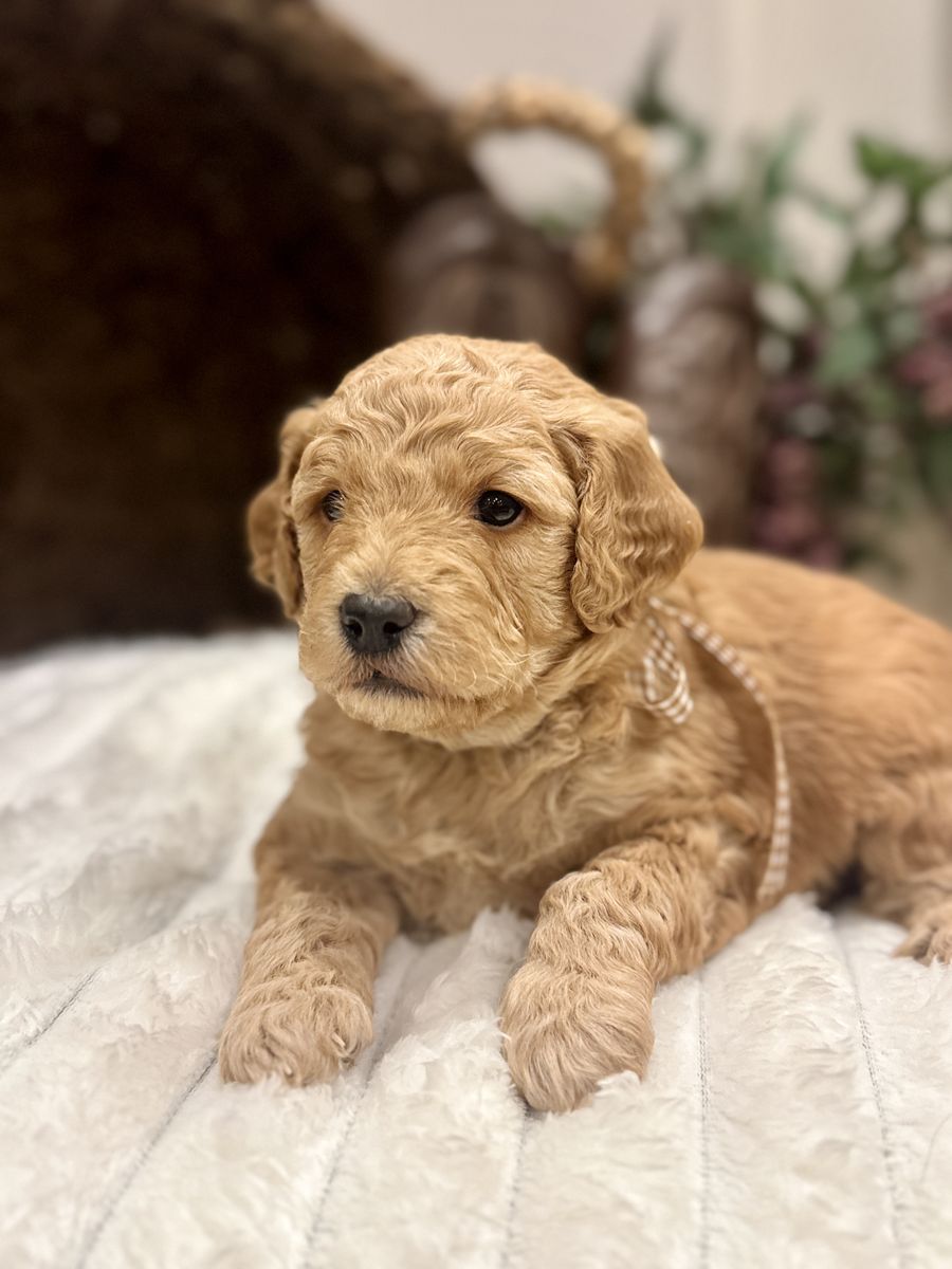 Mini Goldendoodle