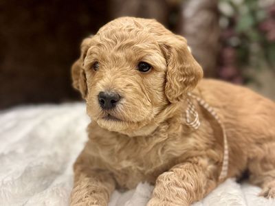 Mini Goldendoodle