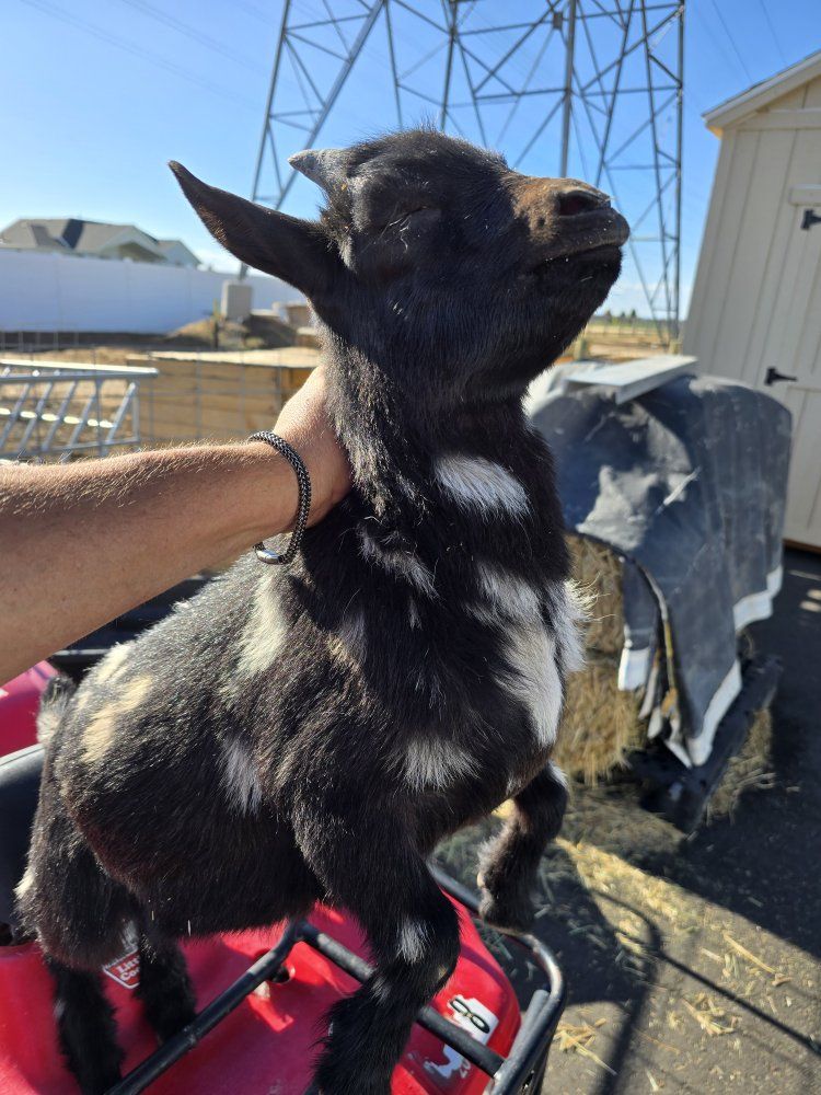 In tact Nigeria dwarf buckling