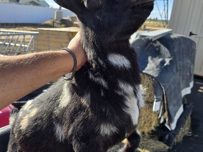 In tact Nigeria dwarf buckling